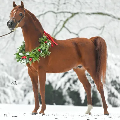 Koń świąteczny