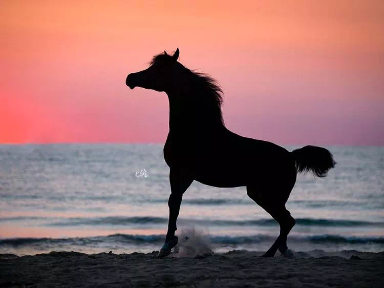 koń na plaży