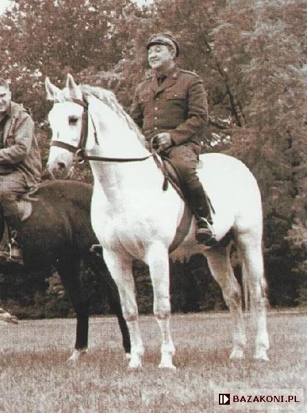Kazimierz Guzik na koniu